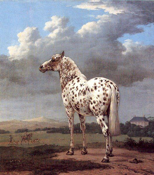 POTTER, Paulus The Piebald Horse